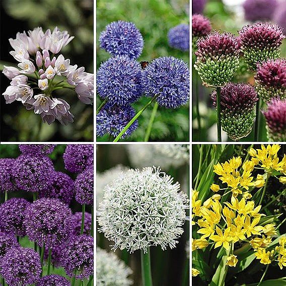 Allium Bumper Pack